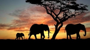 Africa 7 Incredible Facts